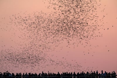 A crowd of people watch as Mexican free-tailed bats exit the Ann Richards Congress Avenue Bridge on Aug. 4, 2017. (Tamir Kalifa/Austin American-Statesman via AP)