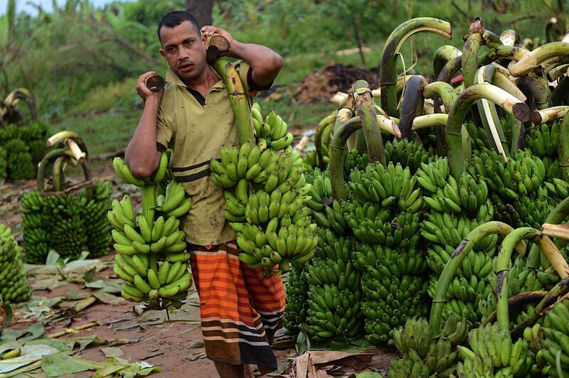 A Sri Lankan labourer unloads bananas at a banana market in Sevanagala some 120kms south-east of Colombo on March 26, 2013. Sri Lanka's economy grew by more than eight percent a year in the first full two years after security forces ended a war with Tamil Tiger rebels in May 2009. Some 100,000 people were killed in 37 years of fighting. AFP PHOTO/Ishara S. KODIKARA
 *** Local Caption ***  780748-01-08.jpg