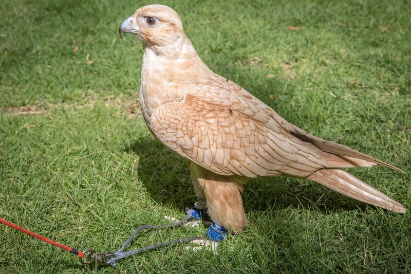 Kuwaiti falconer Ahmad Abbas, 29, exhibits Thahab, his Saker falcon, bought in 2018 for US $30,000 from a breeding center in Germany.