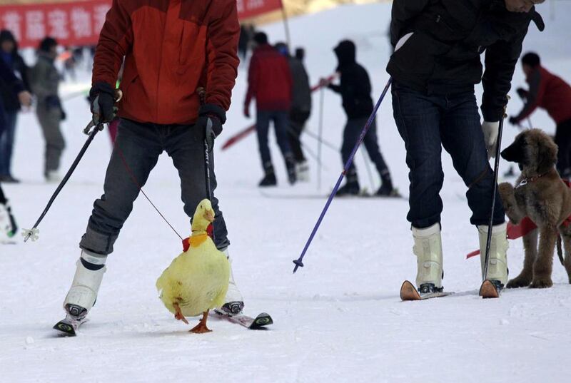 A yellow duck takes to the slopes in a fetching red neck tie.