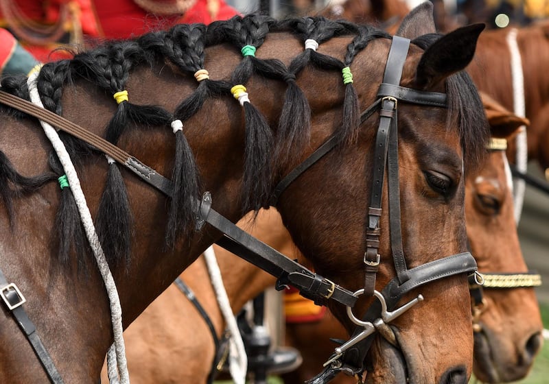 A Nepali's Army decorated horse looks on during a Ghode Jatra (horse race) festival in Kathmandu. AFP