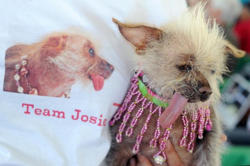 Josie, a Chinese Crested sticks out its tongue. Josh Edelson / AFP Photo