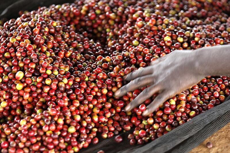 A worker sorts coffee berries at a factory in Kienjege. Kenyan beans are much sought after by roasters to blend with those of lower quality from other producing countries. Thomas Mukoya / Reuters