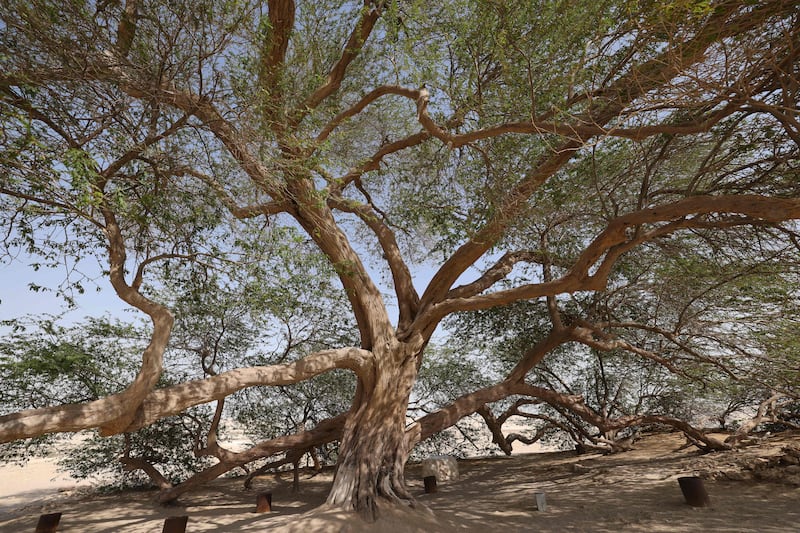 The 400-year-old Prosopis cineraria tree, known as the 'tree of life'. All photos: AFP
