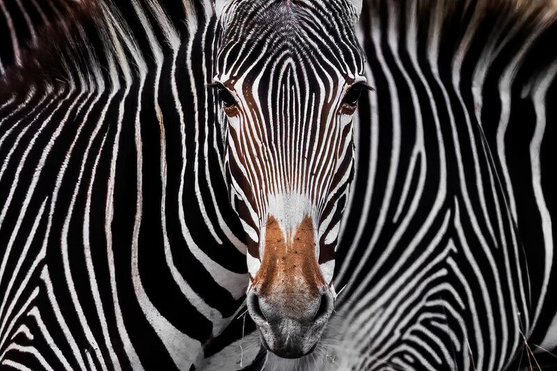 Living World Portfolio, Single Images. Special Mention – Yaron Schmid, US. Lewa Wildlife Conservancy, Kenya. Photo: Yaron Schmid / tpoty.com