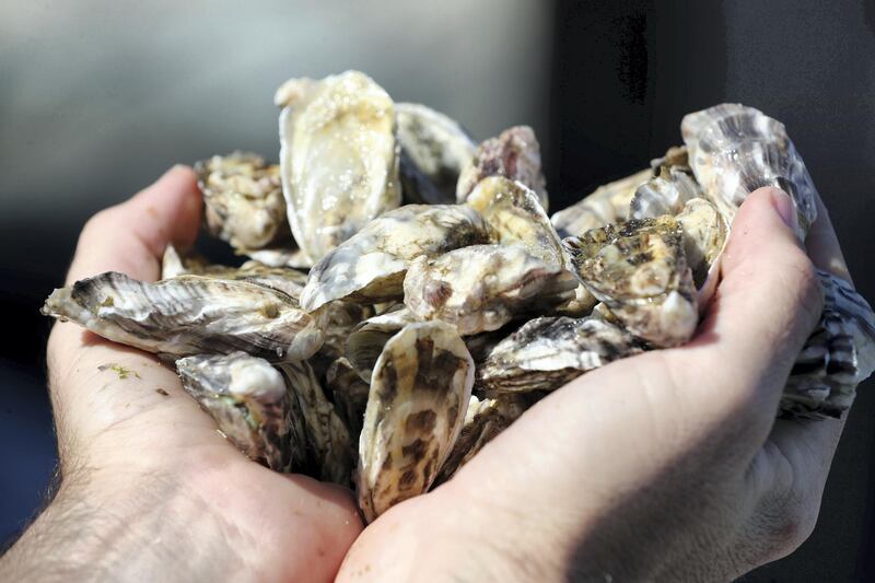 Fujairah, United Arab Emirates - Reporter: Kelly Clark. News. The Processing platform where the oysters are separated into different sizes and cleaned. Visit to the Dibba Bay Oysters farm in Fujairah. Dibba, Fujairah. Wednesday, January 13th, 2021. Chris Whiteoak / The National