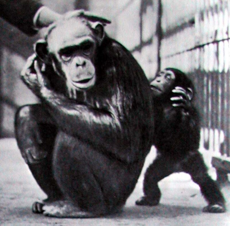 In the 1930s, the zoo began to develop a highly successful breeding programme of chimpanzees, including the first chimp conceived and born in captivity in Europe, Adam.