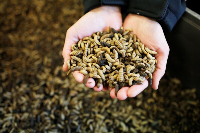 Black soldier fly larvae are inspected at the Enterra Feed Corporation in Langley, British Columbia, Canada, March 14, 2018.  Picture taken March 14, 2018.  REUTERS/Ben Nelms