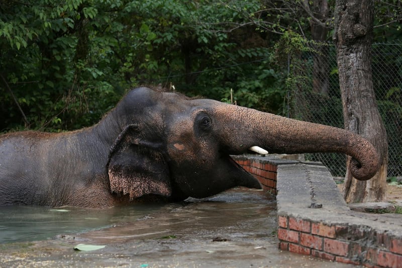 Kaavan is waiting to be transported to a sanctuary in Cambodia. Reuters