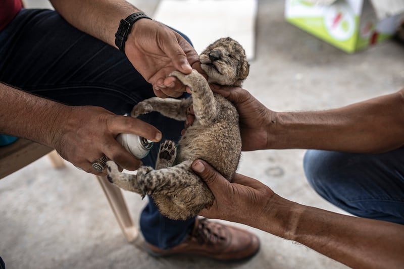 A Palestinian worker sprays antibiotics on a newborn lion cub.  AP