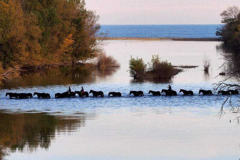 Breeder Nathalie Komaroff rides among forty Merens horses near Argeles-sur-Mer, southern France.  Raymond Roig / AFP / Photo