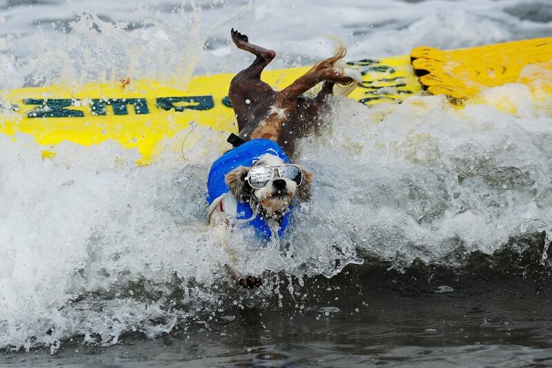 A small dog jumps off his surfboard while competing at the 14th annual Helen Woodward Animal Center "Surf-A-Thon". Reuters