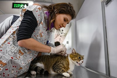 Nihan Dincer, veterinarian of the Vetbus, checks a stray cat on January 31, 2019 at Rumelihisari district in northern Istanbul. In 2018, 73,608 animals were cared for by a hundred veterinarians and technicians, against only 2,470 in 2004. And no case of rabies has been detected in Istanbul since 2016, according to the municipality. / AFP / OZAN KOSE
