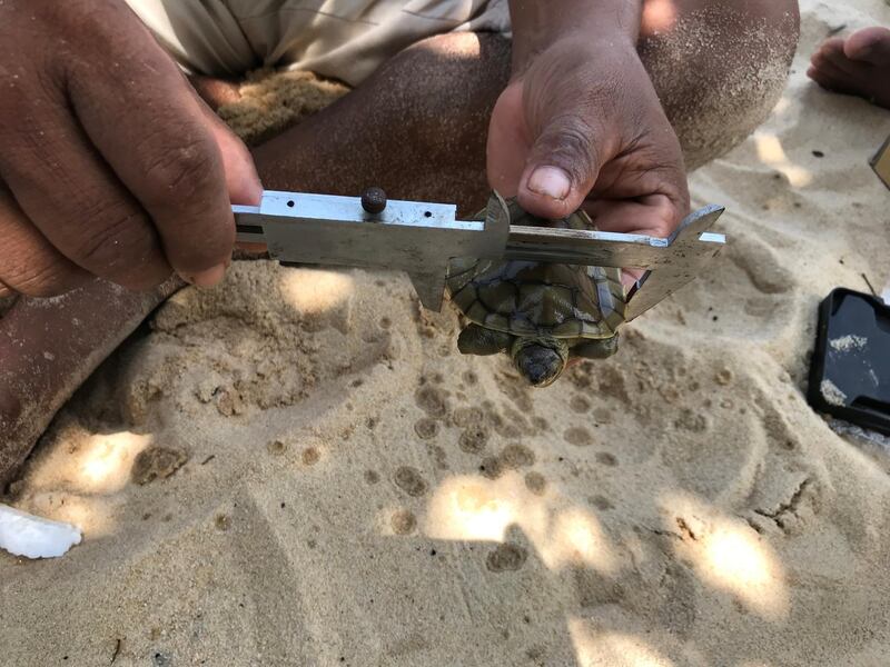 A man measures a turtle at Chheuteal Beach, where over twenty rare Royal Turtles have hatched on  April 29, 2020. Wildlife Conservation Society/via Reuters