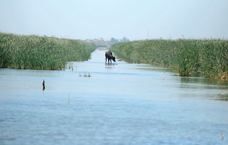 A water buffalo walks on the remnants of an old military road built in the marshes by Saddam Hussein during the Iran-Iraq war, Chibayish, Iraq, Saturday, May, 1, 2021. Deep within Iraq's celebrated marsh lands, conservationists are sounding alarm bells and issuing a stark warning: Without quick action, the UNESCO protected site could all but wither away. (AP Photo/Anmar Khalil)