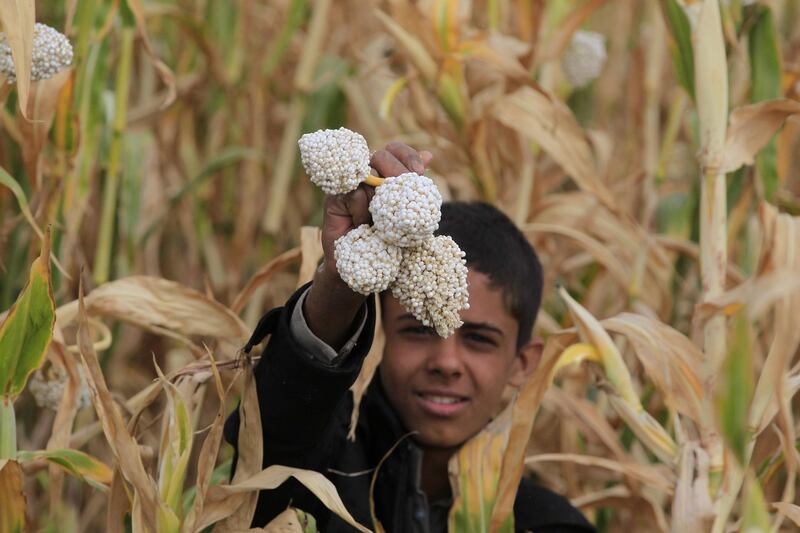 A Yemeni picks corn to feed his family at a field in Sanaa. Yahya Arhab / EPA