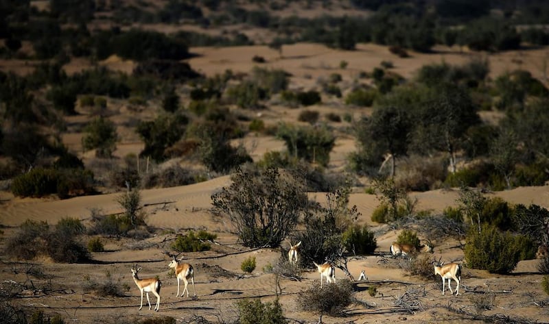 Sand gazelles at Al Marzoom Hunting Reserve.