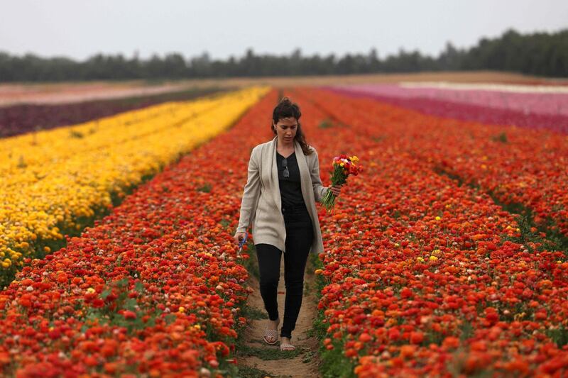 A woman picks ranunculus flowers in the southern Israeli kibbutz of Nir Yitzhak, located by the Israel-Gaza Strip border. The vibrant blooms with a long vase life are a favourite with florists. AFP