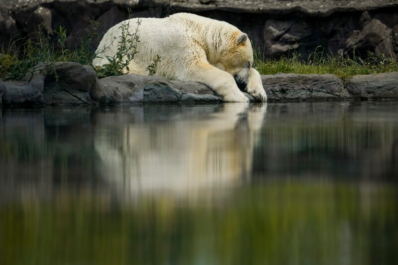 A polar bear dozes off by a pond at the ZOOM Adventure World Zoo in Gelsenkirchen, Germany. AP Photo 