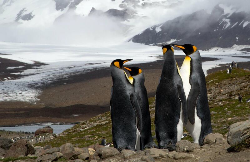 South Georgia and the South Sandwich Islands are a remote wilderness.