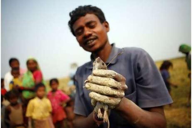 Devender Sadai, 25, displays a recently caught rat in the state of Bihar, where the rodents are being promoted as a cheap protein source.