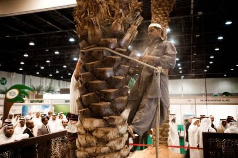 November 22, 2010, Abu Dhabi, UAE:

An Internaitonal Date Festival is being held at ADNEC (Abu Dhabi Exhibition Center). Kareem harvests dates for a living. Today he is at ADNEC demonstrating how to cut a Date tree. This is done to preserve the tree for years upon years so it can yield a maximum amount of annual harvest. This stall has been set up by  Global Climbing. Throughout the festival visitors can climb up and down these tress in safety harnesses.
Lee Hoagland/ The National
