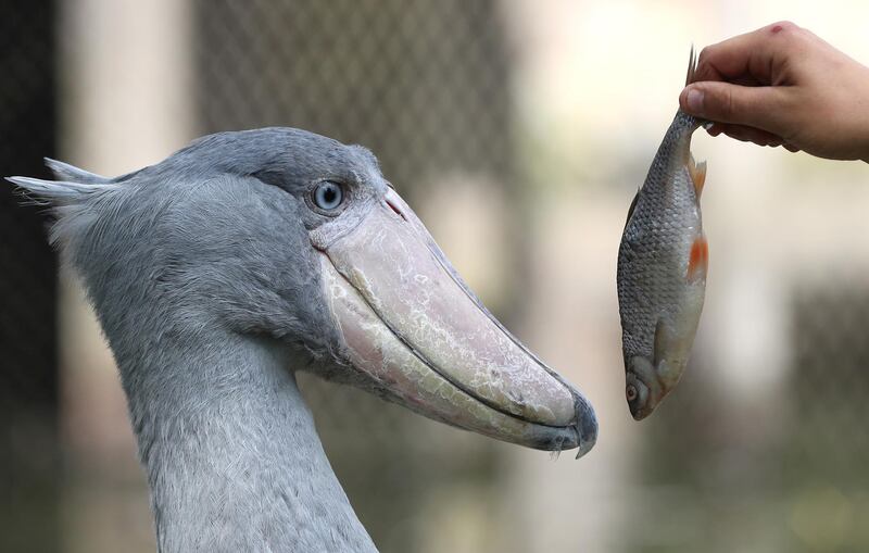 Shoebill Yapah received a fish from zookeeper Robin at the Pairi Daiza wildlife park, a zoo and botanical garden in Brugelette, Belgium. REUTERS