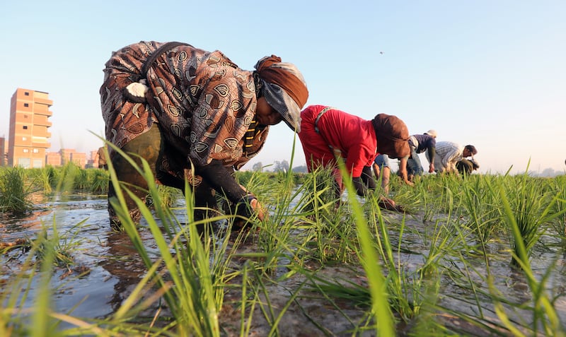 Egyptian farmers plant rice seedling in Egypt's fertile Delta in Tanta, Algharbeya governorate, 100 km from Cairo, Egypt, 22 June 2022.   Egyptian Government reduced the planting of some crops that need a massive amount of irrigation water, while the government said it will reduce the rice agriculture area in Egypt, amid fear the Renaissance Dam project in Ethiopia could affect the amount of River Nile water reaching Egypt.   EPA / KHALED ELFIQI