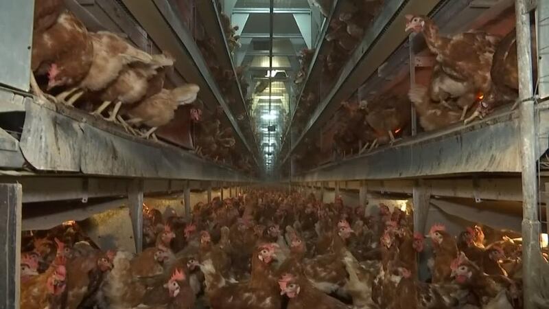 Dutch police arrested two suspects on Thursday as part of an investigation into the illegal use of a potentially harmful insecticide in the poultry industry. Rosanna Philpott reports.