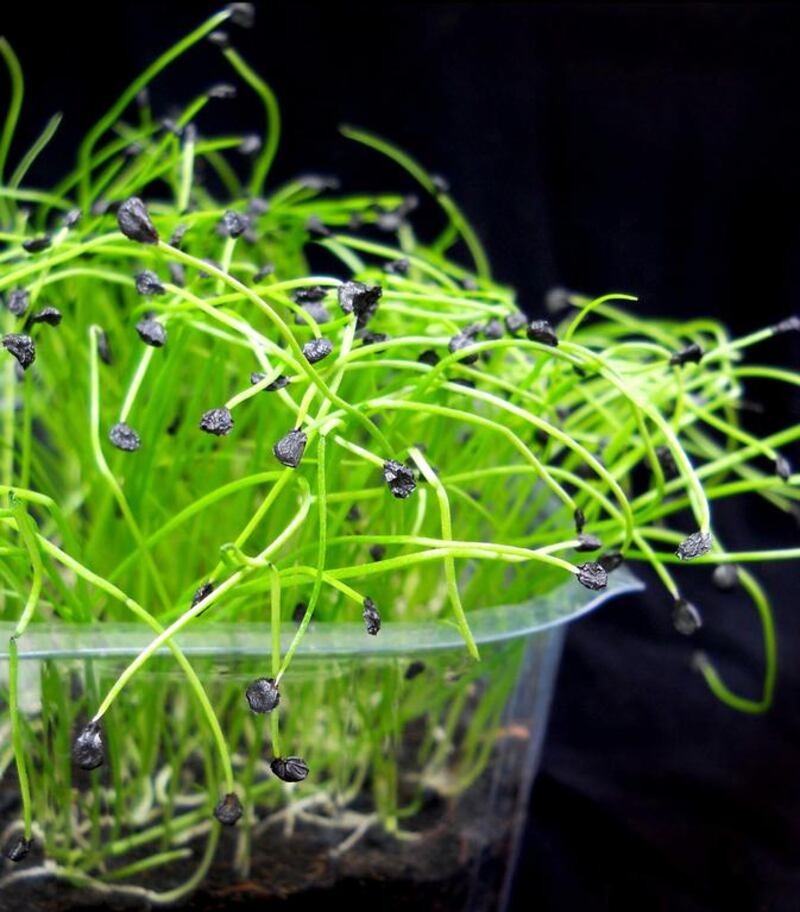 Garlic chives. Courtesy Carol Hyland