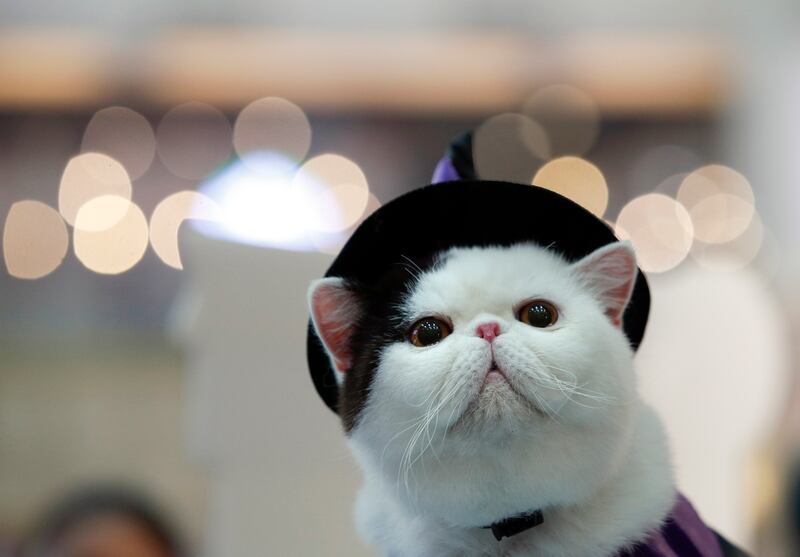 A cat in costume is presented at a cat show event in Bangkok, Thailand. EPA