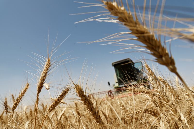 A view shows wheat that has dried before the start of the harvesting season in a field on the outskirts of Karbala, Iraq May 15, 2023.  REUTERS / Thaier Al-Sudani