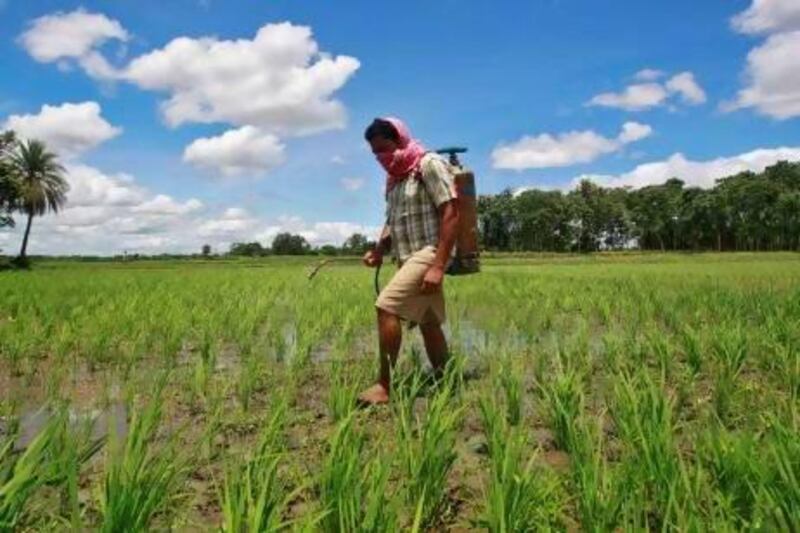 A farmer sprays pesticide containing monocrotophos on a paddy field at Mohanpur village, about 45km west of Agartala, capital of India's northeastern state of Tripura.