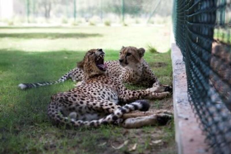 October 6 2011, Al Ain Truck Road, UAE:

The Wildlife Centre, just outside of Musafah on the Al Ain truck road, serves as a refuge for endangered species that have been smuggled into the country and domesticated. It also serves as a home to endangered species in general but its focus is to ensure that UAE residents stop keeping exotic animals in their homes.

Seen here are 2 cheetahs which were rescued from their irresponsible owners.
Lee Hoagland/The National