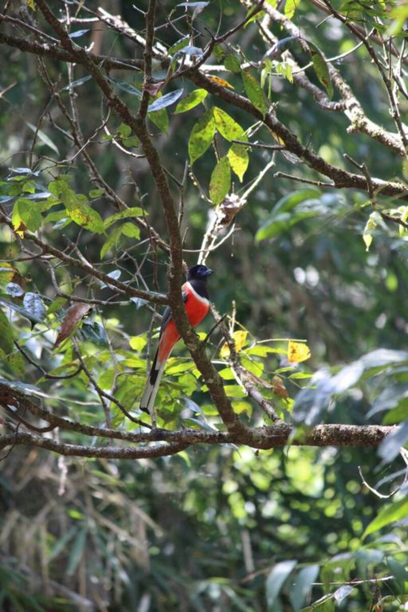 A Malabar trogan bird at Sai Sanctuary. Courtesy Sai Sanctuary