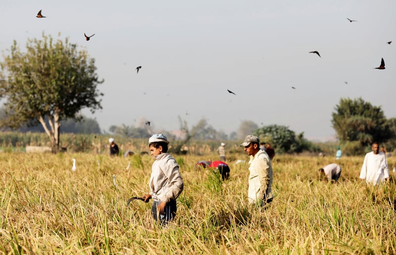 The Nile Delta is home to about 40 per cent of Egypt’s 104 million people and accounts for half of the country’s economy, according to the UN food agency.