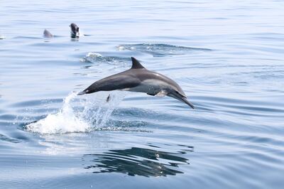 A long-beaked common dolphin. Courtesy The Fujairah Whale and Dolphin Research Project