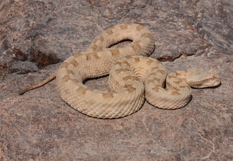 Persian horned viper (Pseudocerastes persicus). Photo: Supplied by Johannes Els