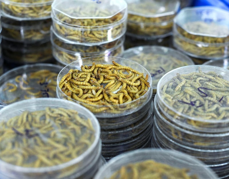 Abu Dhabi, United Arab Emirates - Houbara food (worms) at the National Avian Research Centre. Khushnum Bhandari for The National