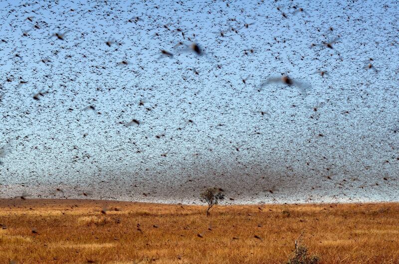 TO GO WITH STORY BY GAELLE BORGIA
A swarm of the Red Locusts 20 kilometres north of the town of Sakaraha, south west Madagascar on April 27, 2013. According to studies, there are currently a hundred locust swarms similar to this one in this region totalling around 500 billion locusts, eating around 100,000 metric tons of vegetation per day. AFP PHOTO/BILAL TARABEY. (Photo by BILAL TARABEY / AFP)