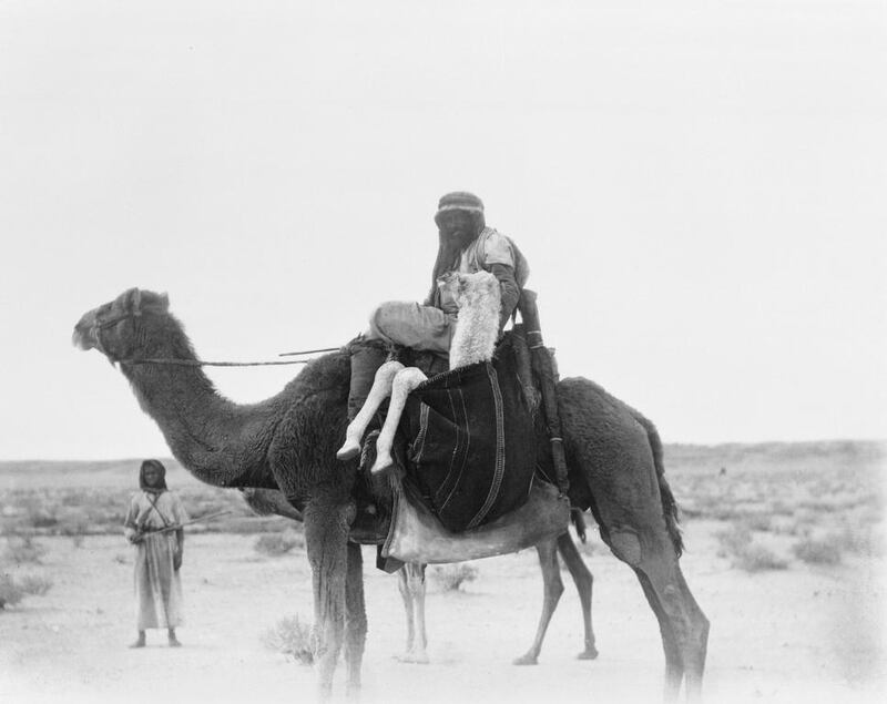 Carrying the baby camel at As Safa (al Lisafah well) Eastern Province.