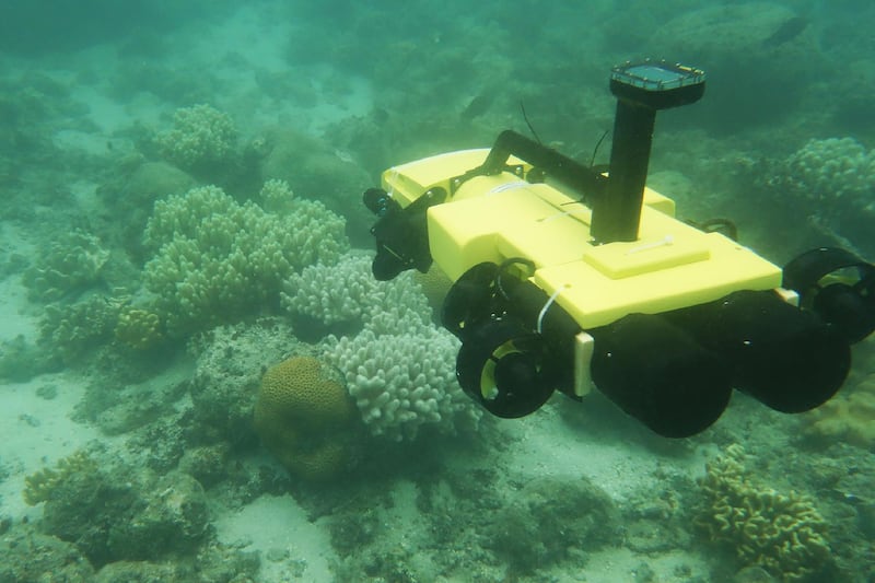 This undated handout photo received on August 31, 2018 from the Great Barrier Reef Foundation shows the new RangerBot in action on the Great Barrier Reef in northern Queensland. - A robot submarine able to hunt and kill the predatory crown-of-thorns starfish devastating the Great Barrier Reef was unveiled by Australian researchers on August 31, 2018. Scientists at Queensland University of Technology (QUT) said the robot, named the RangerBot and developed with a grant from Google, would serve as a "robo reef protector" for the vast World Heritage site off Australia's northeastern coast. (Photo by Anthony WEATE / GREAT BARRIER REEF FOUNDATION / AFP) / RESTRICTED TO EDITORIAL USE - MANDATORY CREDIT "AFP PHOTO /GREAT BARRIER REEF FOUNDATION " - NO MARKETING NO ADVERTISING CAMPAIGNS - DISTRIBUTED AS A SERVICE TO CLIENTS - NO ARCHIVES