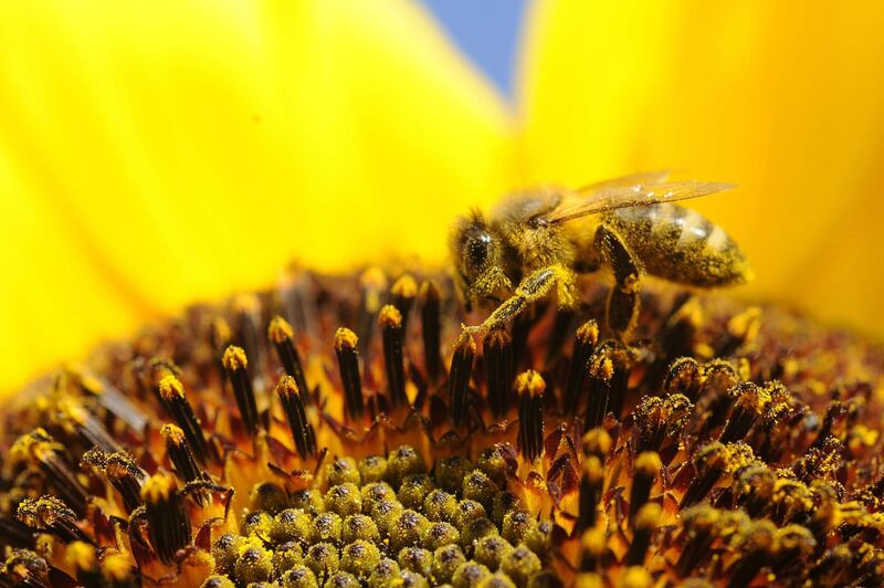A bee collects pollen from a sunflower in Idaho Falls, Idaho.  AP