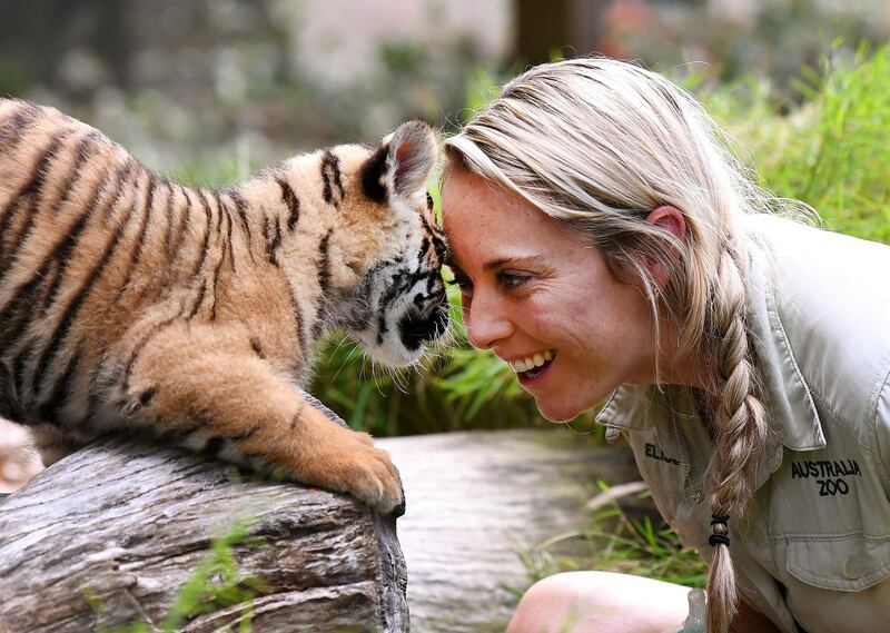 Zookeeper Elise Maurer plays with Nelson, an eight week old Sumatran tiger cub, on his first outing, during International Tiger Day, at Australia Zoo in Beerwah on the Sunshine Coast, Australia.  EPA