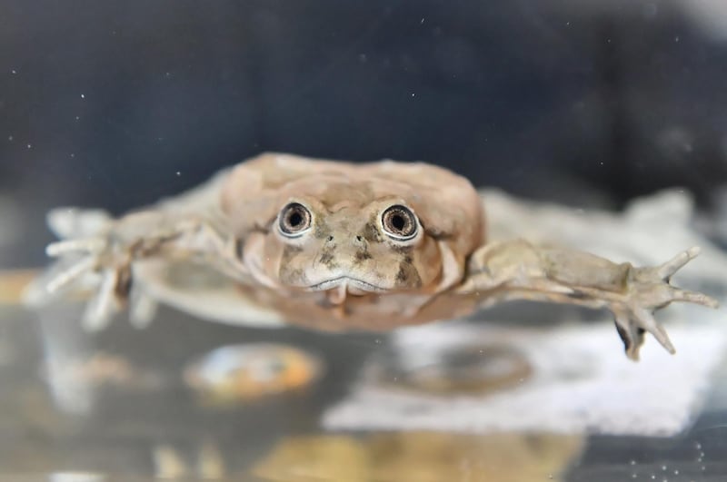 The Titicaca water frog (Telmatobius culeus) is presented at the zoo in Wroclaw,Poland. The Titicaca water frog is a medium-large to very large and critically endangered species of frog. It is entirely aquatic and only found in the Lake Titicaca basin.  EPA