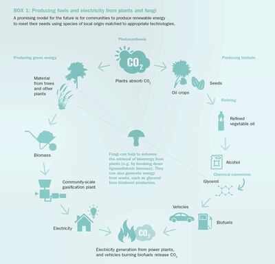 A graphic displaying how plants and fungi can help produce bioenergy.