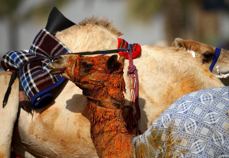 A camel is seen during Al Marmoom Heritage Festival.
