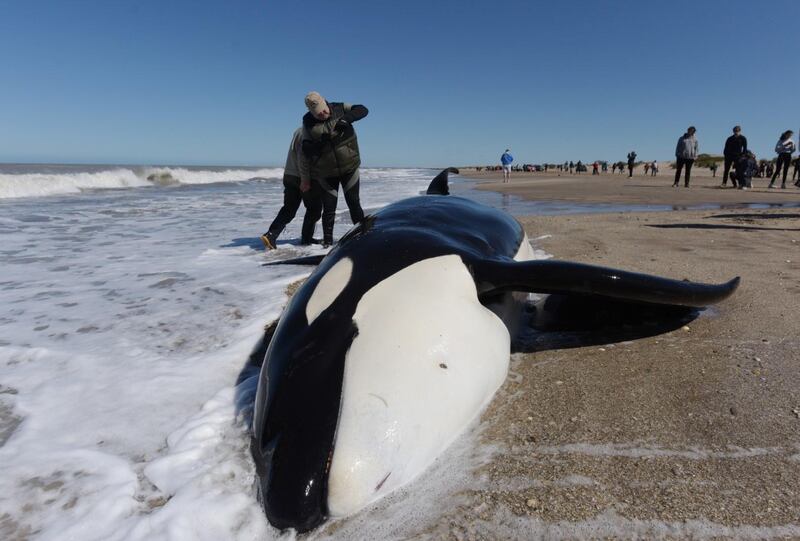 A man takes a picture of a stranded Orca in Mar Chiquita, Buenos Aires province, Argentina.  AFP