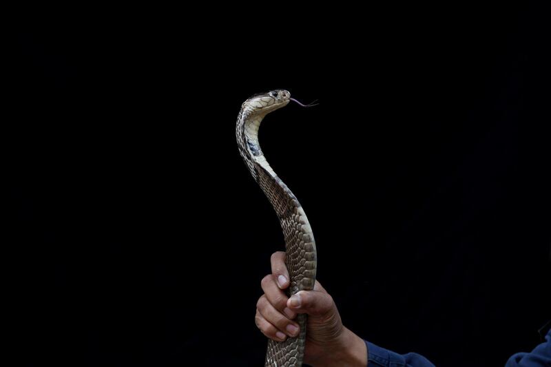 Pukpinyo  shows a cobra snake.