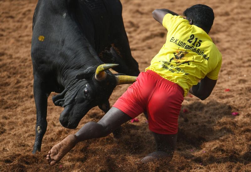 An Indian participant falls while trying to control a bull at the annual bull taming event Jallikattu in Palamedu village on the outskirts of Madurai in the southern state of Tamil Nadu. AFP